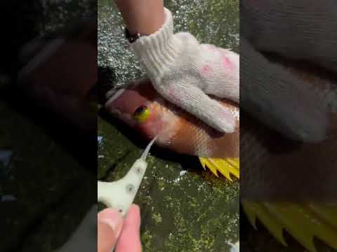 脳絞め出来たかは目を見てください　#shorts