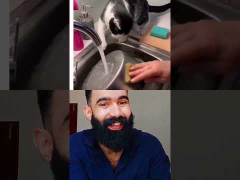 cat #shortvideos #youtubeshorts #shorts