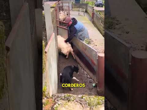 El Genial Sistema de Puerta para Ovejas Que Debes Ver 🐑💡
