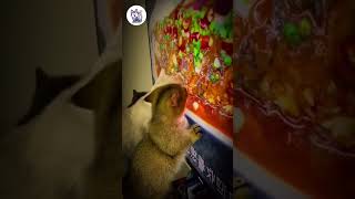 Pets and Animals memes part 1 #viral #dog #funny #shorts
