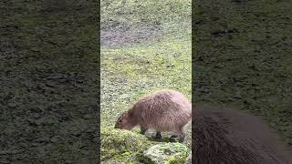 Капибара,Capybara - KÖLNER Zoo #2025 #zoo #travel  #animals