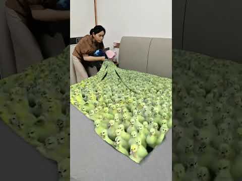 MiCha mơ thấy gà con đầy giường, hôm sau lại xuất hiện chó to đáng sợ #funny #laugh #viral #comedy