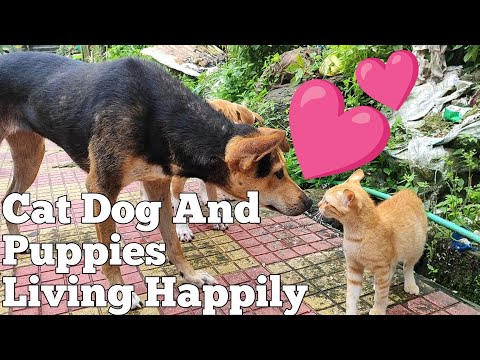 Must-See: Dog & Puppies Feeding Cat #dog #puppies #cat #animals