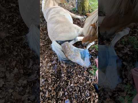 Warning horse getting birth! ❤️Välkommen till världen Korall 💙💙💙 #horse #pony #foal #equestrian