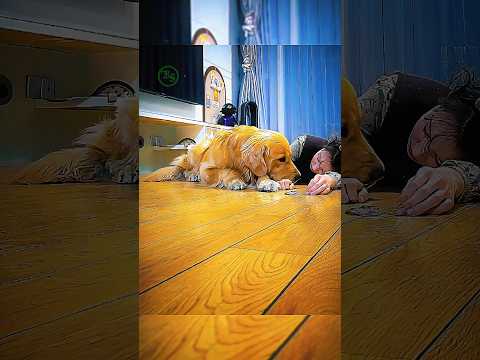 Dog's reaction when owner is fainted #shorts #dog