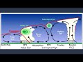Exploring Convection Currents and the Coriolis Effect