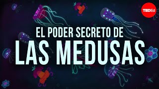 Las medusas son anteriores a los dinosaurios. ¿Cómo han sobrevivido tanto tiempo? - David Gruber