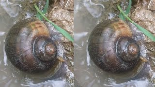 A freshwater snail in its muddy habitat