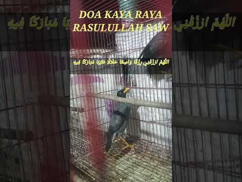 DOA PEMANGGIL UANG, DZIKIR CEPAT KAYA, AMALAN KAYA MENDADAK, PENARIK REZEKI,PEMBUKA REZEKI, DOA KAYA