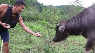 Harvesting Anaconda Bee Nest & Primitive Technology Survival Skills | Lý Thị Hằng