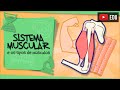 Tecido Muscular e Suas Características