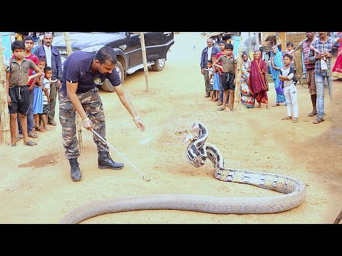 बनसुंदरी भारत का सबसे अलग दुर्लब सांप, देखिए बार बार काटने वाला आक्रामक सांप copper headed Trinket