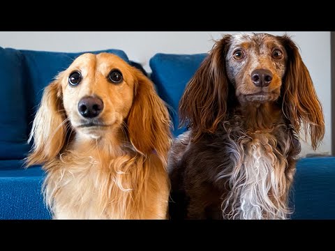 Hoe Gaat Het Met Ollie En Moos? 🐶