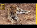 Leopard Conservation and Cultural Impact
