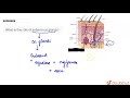 Understanding Hair and Skin Secretions