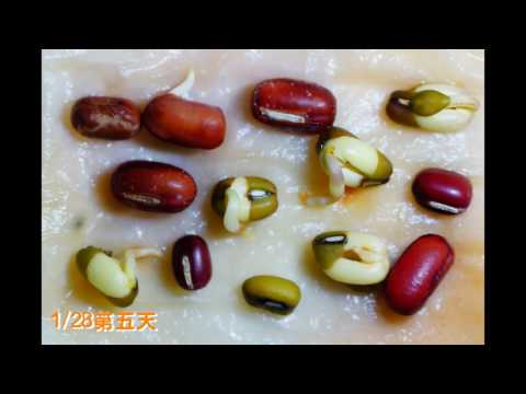 綠豆發芽長大12天縮時攝影 - YouTube(3分鐘)