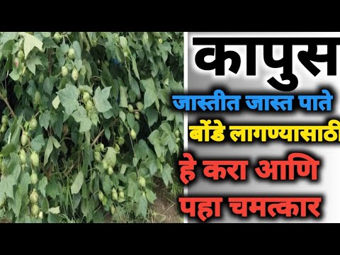 कापुस पिकाला जास्तीत जास्त पाते आणि बोंडे लागण्यासाठी हे करा आणि पहा चमत्कार...