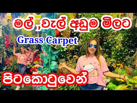 මල් ,වැල් Grass Carpet ගන්න පිටකොටුවේ‍ හොදම තැන | @smartlife3208