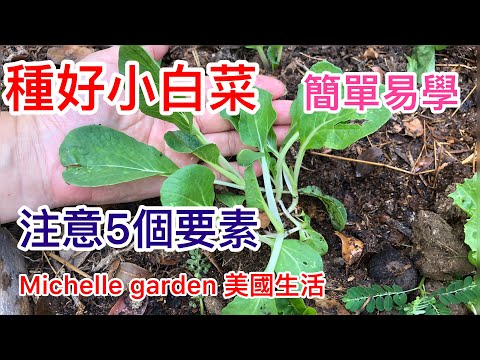 如何種好小白菜，注意5個要素，簡單易學，你也能種得好！ 5 easy tips on growing bok choy! - YouTube(4:28)