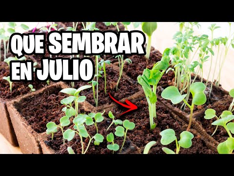 ¿Qué Sembrar en JULIO? 🌱 Calendario de Siembra 2025 + Tareas del Mes | La Huerta de Iván