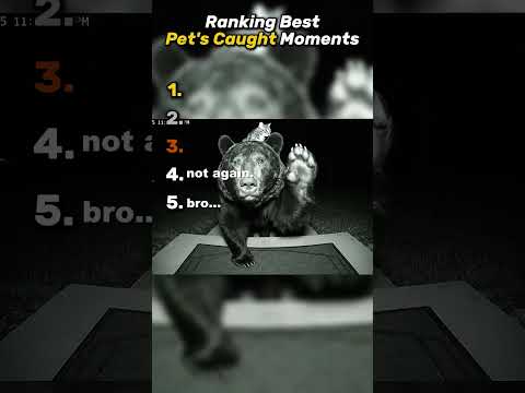 Top 5 Cats 🐈 #cats #cat #funnyanimals #animals #funnypets #catcore #catsofinstagram #fyp #pets #cute