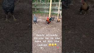 Randy thinks he is the boss on day 2 😂🤣 #funny #chicken #backgroundmusic