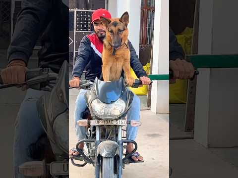 Baabu chl diya ghumi ghumi krne๐// #shortvideo #doglover #youtubeshort #viralvideo #animallover