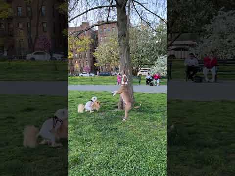 Dog Hangs and Spins on Tree Branch - 1501378-1
