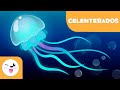 Características e Comportamento das Medusas