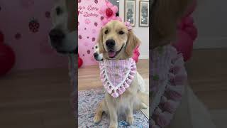 Watch our Dog get Ready for her Birthday Party!