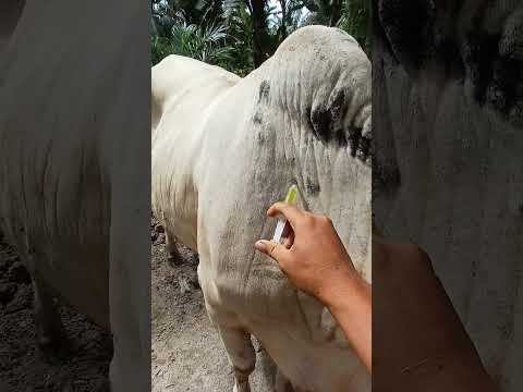 [INDUK BRAHMAN SUPER] INJECT KALSIUM‼️ #animals #shorts #cow