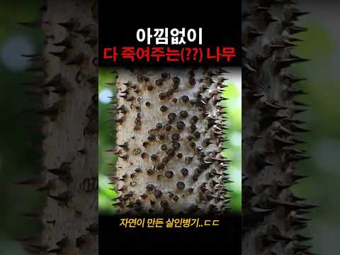 아낌없이 다 죽여주는 나무