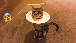 😂 LAUGH Non-Stop With These Funny Cats 😹 - Best Funniest Cats Expression Video 😇 - Funny Cats Life