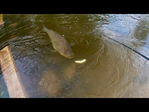 There is a 9 POUND BASS behind my bait…