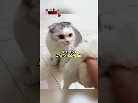 Кошка подумала что её друг умер ❤️ #аnimals #животные