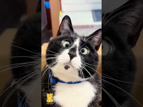 Funny Cat & Cute Kittens867😻 #shorts #kucing #kucinglucu #funny #pet #cat #foryou #viral #viralvideo
