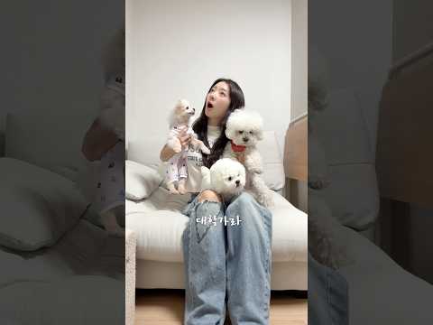 강아지 첫 경험 선물해주기 ㄷㄷ