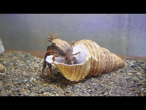 スーパーで買ったツブ貝を水槽に入れると....