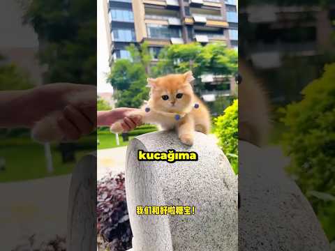 YAVRU KEDİYİ Sokakta BULDUM!