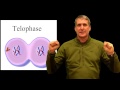 Cell Cycle and Mitosis Concepts