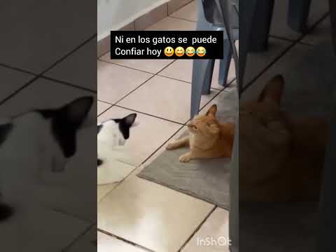 Ni en los gatos se puede Confiar hoy en día. 😂😂😂