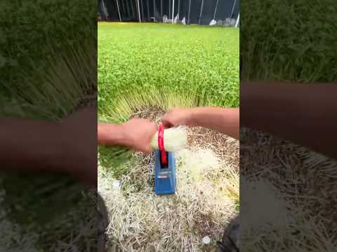 Why is this grass sold so expensive? .#shortvideo