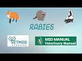 Understanding Rabies