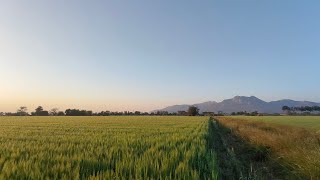 wheat farming 🌾🌾...