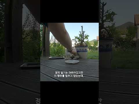 숨겨둔 새끼를 위해 닭고기를 물고가던 어미 고양이, 결국..1편