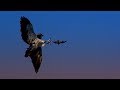 Red-Tailed Hawks and Free-Tailed Bats