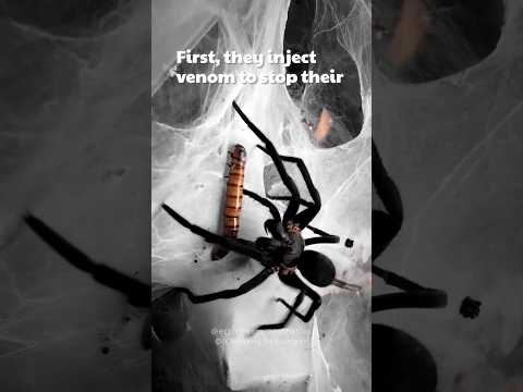 Why do Spiders wrap their prey ? #shorts