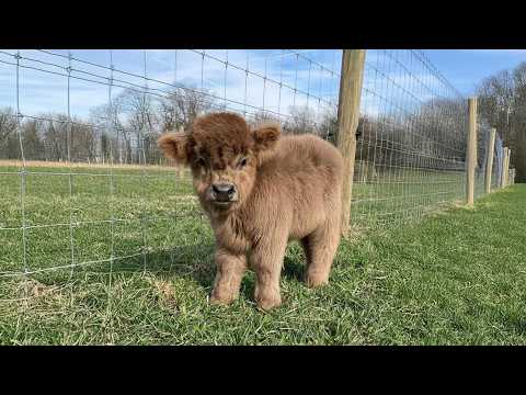 Calf Cuddles: The Cutest Baby Cow Moments