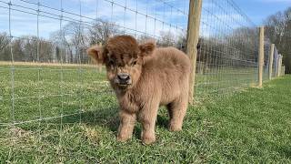 Calf Cuddles: The Cutest Baby Cow Moments
