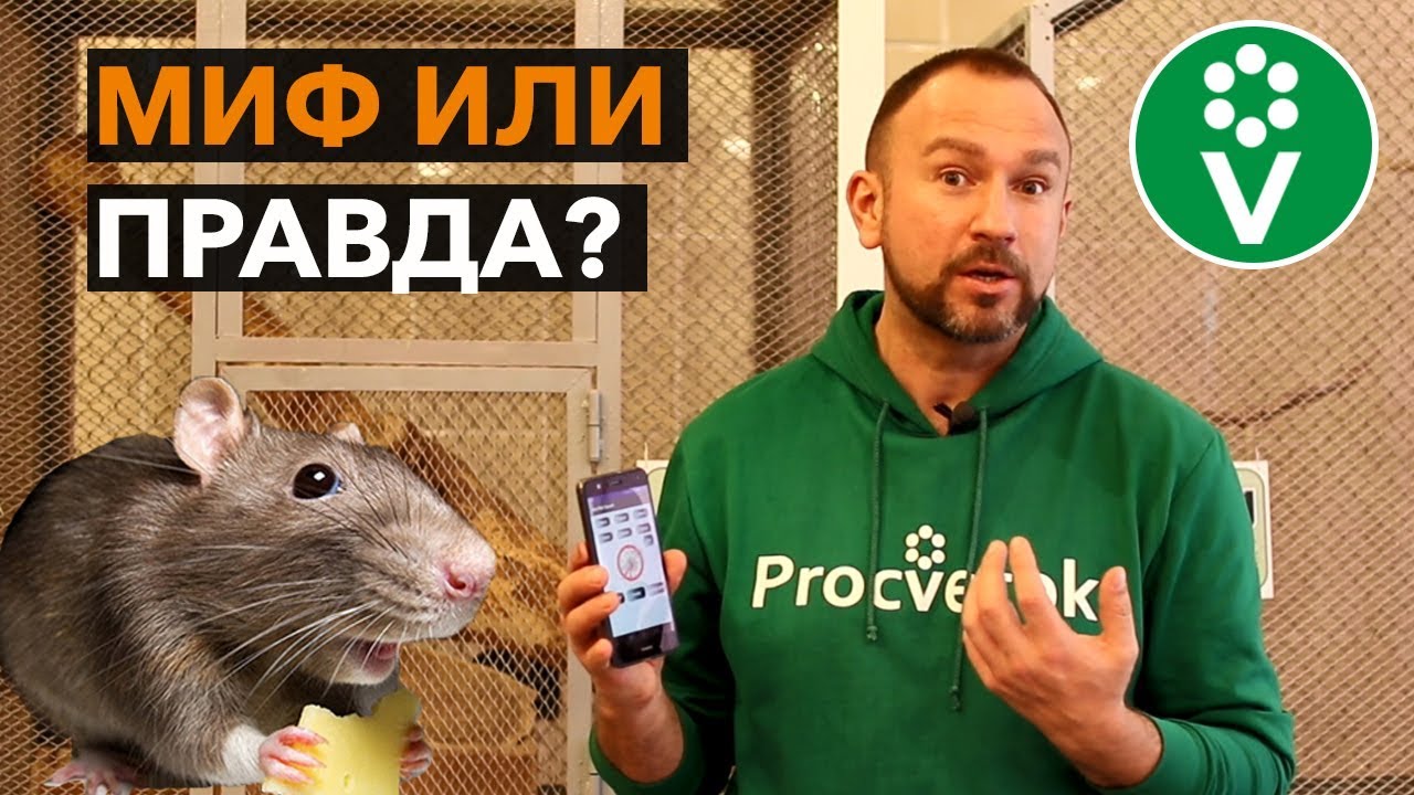 Можно ли отпугнуть мышей и крыс с помощью телефона?